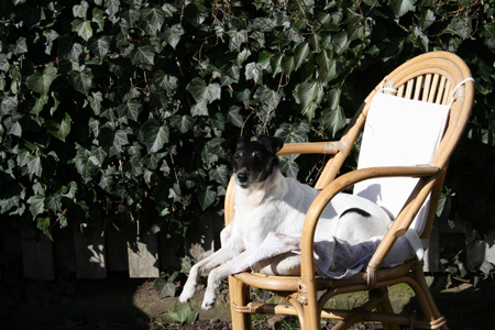 Hunden Jackie i stolen i solen
